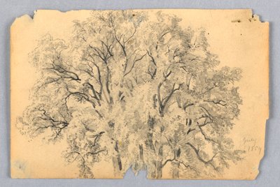 Estudio de Olmo de William Trost Richards