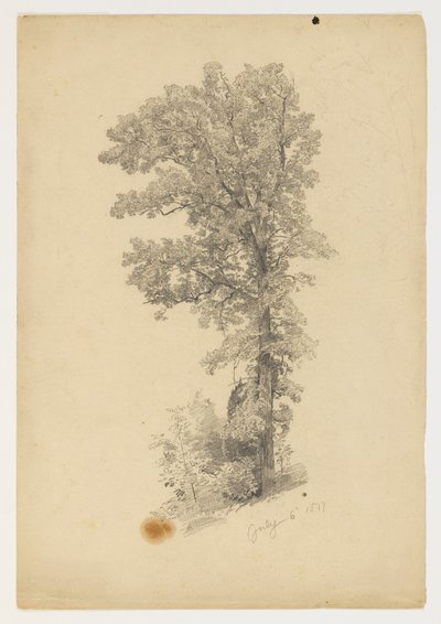 Estudio de follaje de William Trost Richards