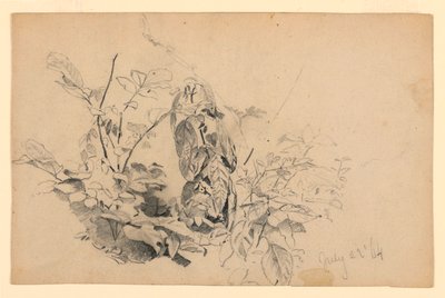 Estudio de follaje de William Trost Richards