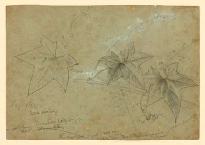 Estudio de follaje de William Trost Richards