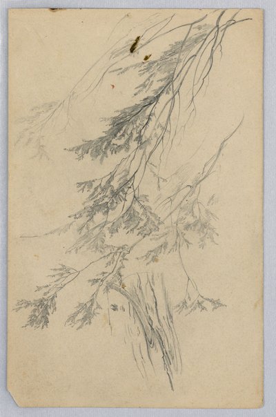 Estudio de Follaje de William Trost Richards