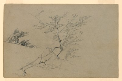 Estudio de follaje de William Trost Richards