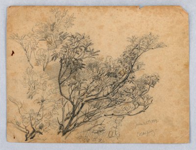 Estudio de Follaje de William Trost Richards