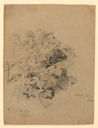 Estudio de follaje de William Trost Richards