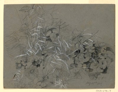 Estudio de hojas de violeta y hierba de William Trost Richards