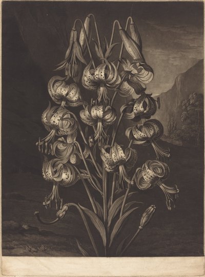 El lirio soberbio de William Ward after Philip Reinagle