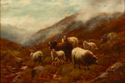 Ovejas de las Tierras Altas en una ladera (óleo sobre lienzo) de William Watson