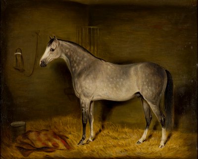 Caballo árabe en una caja suelta, c.1860 (óleo sobre lienzo) de William Williams