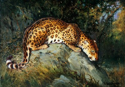 Un leopardo agazapado en una roca de William Woodhouse