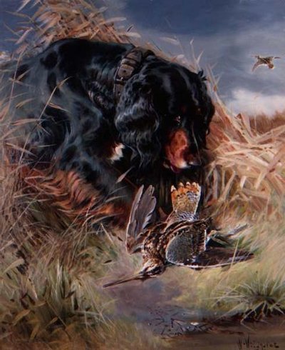 Setter Gordon entre juncos de William Woodhouse