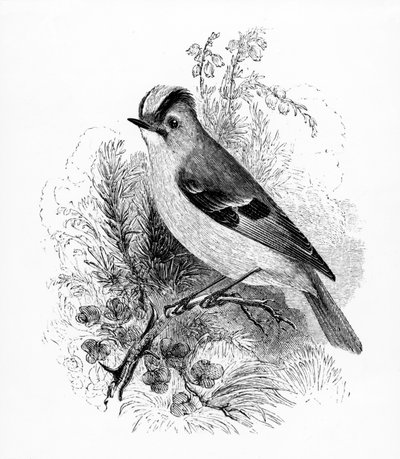 Regulus de cresta dorada, ilustración de 