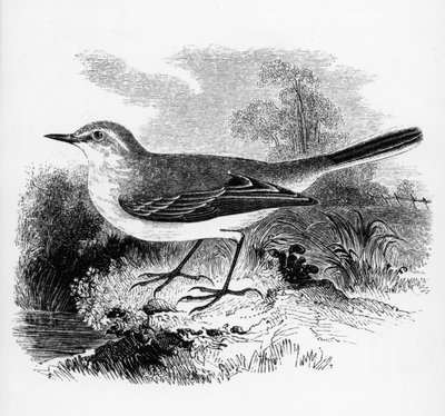 Lavandera de Ray, ilustración de 