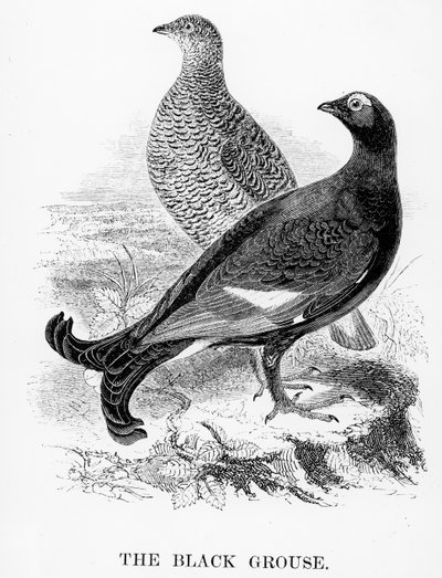 El urogallo negro, ilustración de 