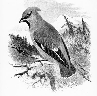 El ampelis europeo, ilustración de 