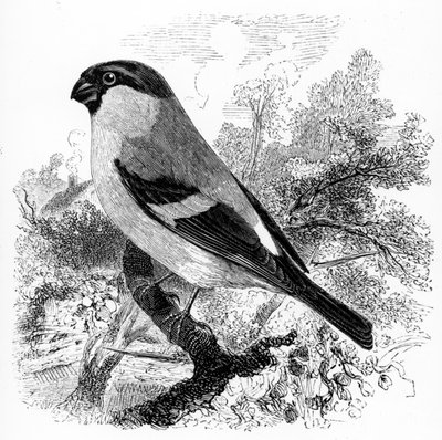 El camachuelo, ilustración de 