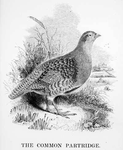 La perdiz común, ilustración de 