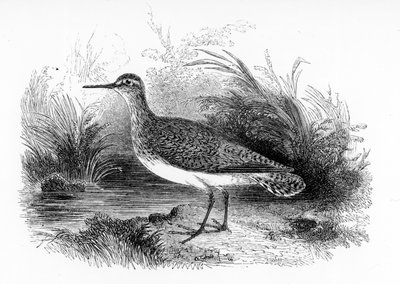 El Andarríos Común, ilustración de 
