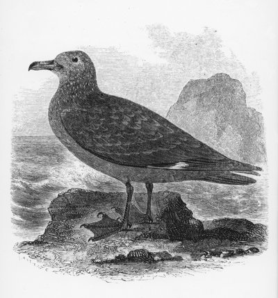 El págalo común, ilustración de 