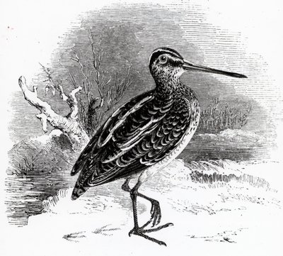 La agachadiza común, ilustración de 
