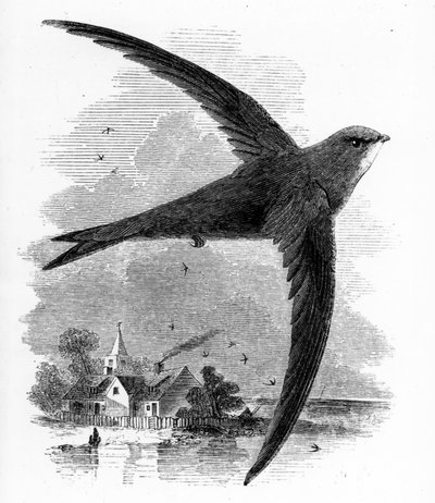 El vencejo común, ilustración de 