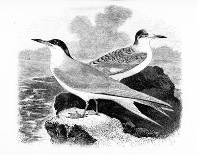 El charrán común, ilustración de 