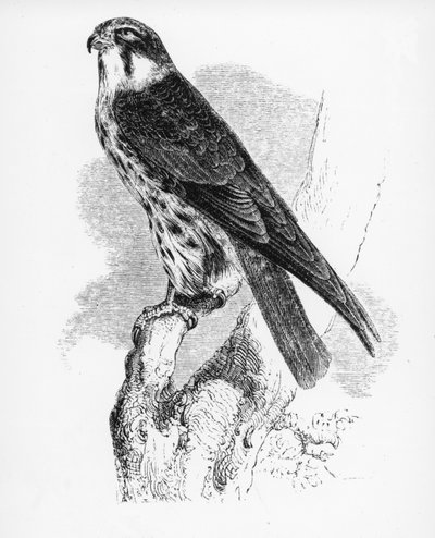 El hobby, ilustración de 