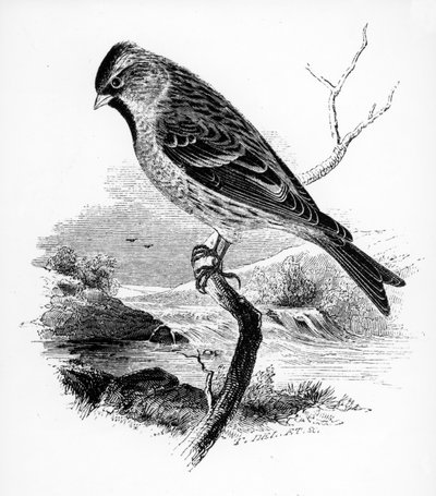 El Pardillo Sizerín, ilustración de 