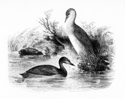 El somormujo lavanco, ilustración de 