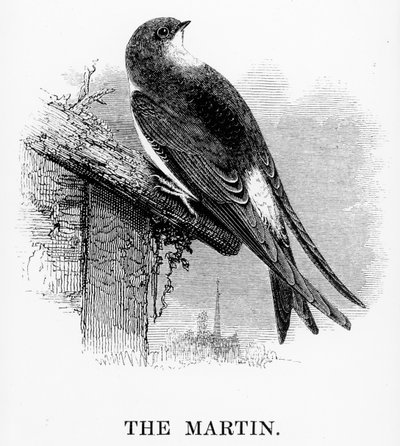 El Martín, ilustración de 