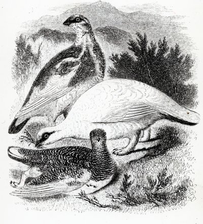 El Lagópodo, ilustración de 