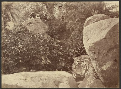 [Tigre en las rocas] de Willoughby Wallace Hooper