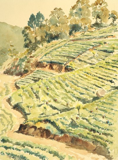 Recolectores de té, Glenmore de Wilson Clive
