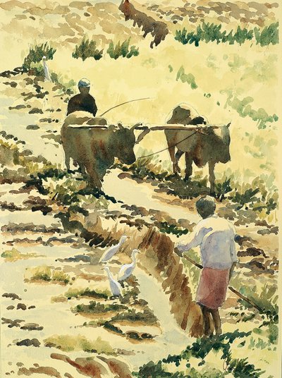 753 Preparando el campo de arroz de Wilson Clive