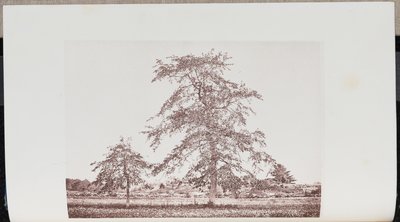 Tupelo-árboles en un campo cerca de la "salida" en el viejo camino de Essex en Beverly de Wilson Flagg