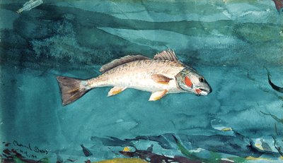 Lubina de canal de Winslow Homer