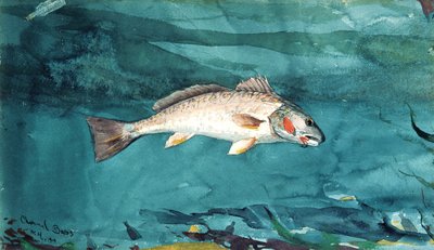 Róbalo de canal, 1904 de Winslow Homer