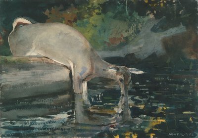 Venado bebiendo de Winslow Homer