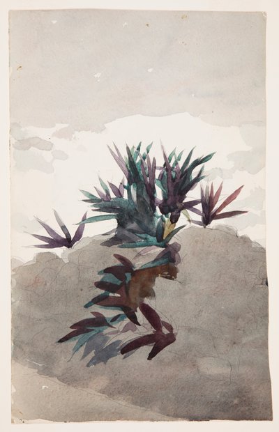 Ladera con grupos de maguey de Winslow Homer