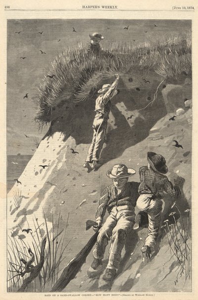 Incursión en una colonia de golondrinas de arena de Winslow Homer