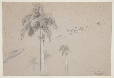 Palma Real, Cuba de Winslow Homer