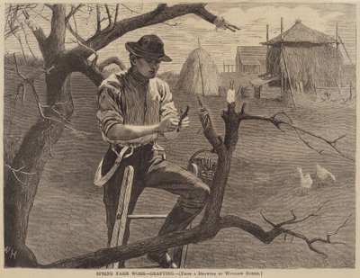 Trabajo de primavera en la granja - Injerto, publicado en 1870 de Winslow Homer