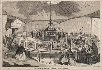 Los Jardines Acuarios, Bromfield Street, Boston, 1859 de Winslow Homer
