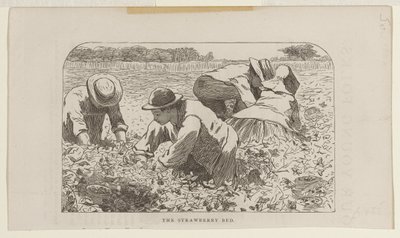 El bancal de fresas de Winslow Homer