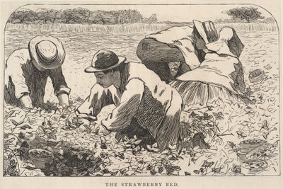 The Strawberry Bed, de Our Young Folks, julio de 1868 de Winslow Homer