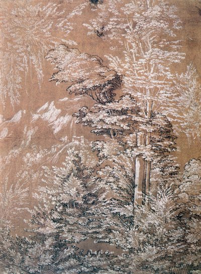Estudio de árbol, 1519 de Wolf Huber