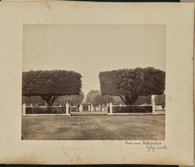 Árboles cerca de Waterpaleis. Djokjakarta de Woodbury and Page