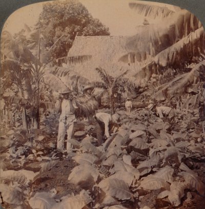 Cortando tabaco - Una plantación típica - Provincia de La Habana, Cuba, 1899 de Works and Sun Sculpture Studios