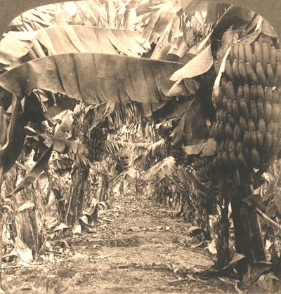En el corazón de una plantación de bananos, Islas Hawaianas, 1901 de Works and Sun Sculpture Studios