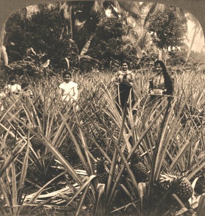 Plantación de piñas, Mayagüez, Puerto Rico, 1899 de Works and Sun Sculpture Studios
