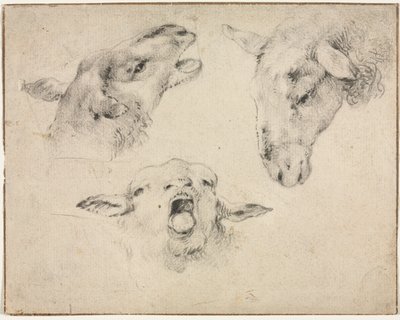 Cabezas de ovejas de Wouter Verschuur